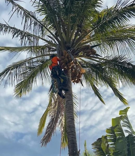 Arborist climbing and sectioning a tall gum tree