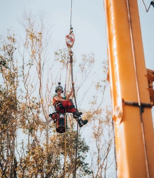 Large tree removal in progress on a Northern Rivers property